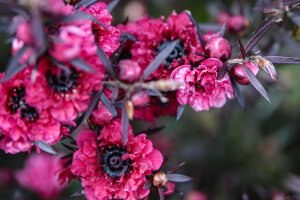 Leptospermum Scoparium 'Crimson Glory'